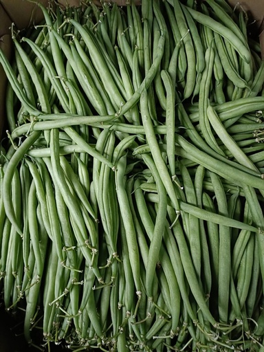 Fresh Green Beans / French Beans /kg