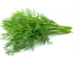 Fresh Dill Leaves /Bunch