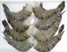 AC Frozen Black Tiger Shrimps 21/25
